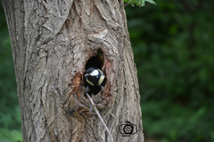 Parus major
