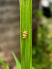 Membracidae