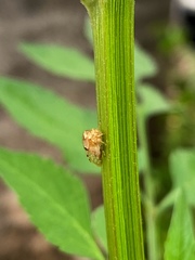 Membracidae