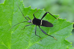 Phthia lunata