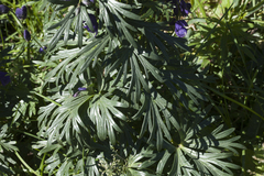 Aconitum glandulosum