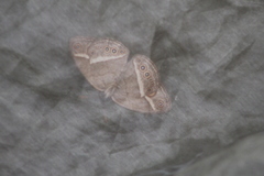 Brakefieldia perspicua