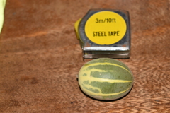 Polyclathra cucumerina