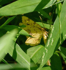 Antepione thisoaria
