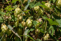 Humulus lupulus