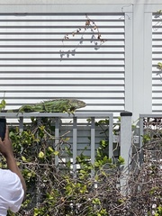 Iguana iguana