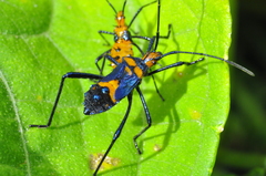 Phthia lunata