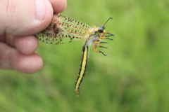 Palparini