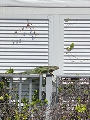 Iguana iguana