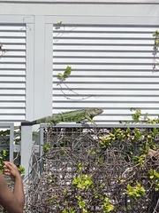 Iguana iguana