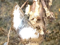Antigonus emorsa