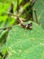 Orthoptera