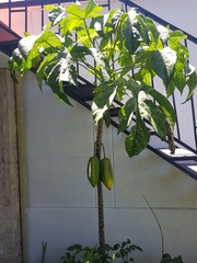 Vasconcellea × pentagona