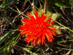 Gomphrena arborescens