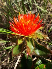 Gomphrena arborescens