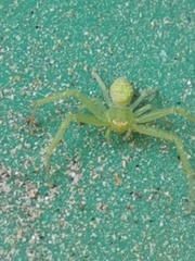 Thomisidae