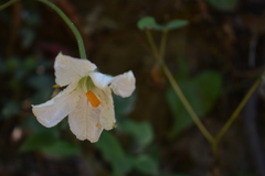 Polyclathra cucumerina