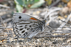 Argyrophorus argenteus