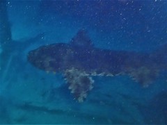 Orectolobus halei