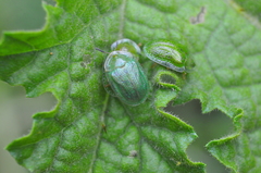 Gratiana spadicea