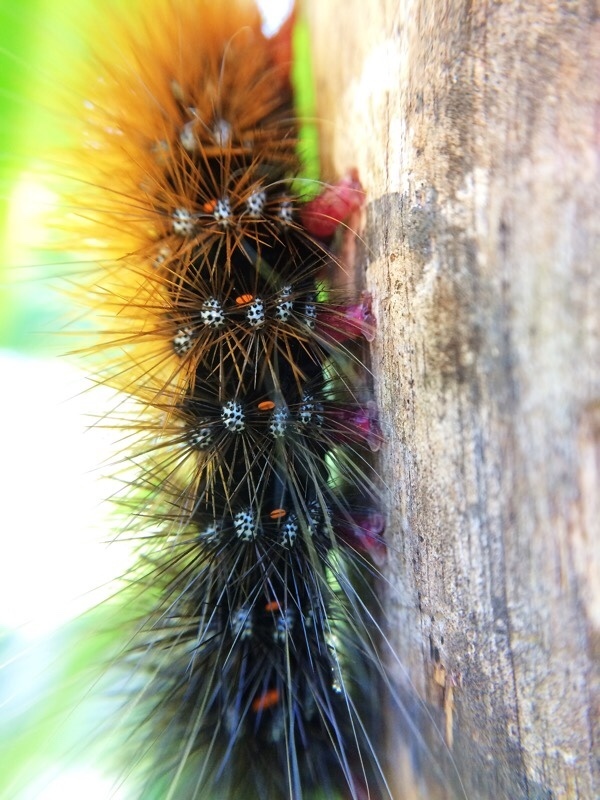 Orange Tricolour Tiger Moth
