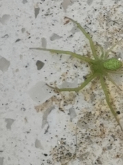 Thomisidae