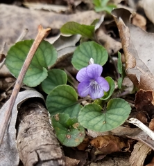 Viola walteri