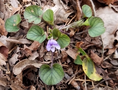 Viola walteri