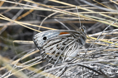 Argyrophorus argenteus