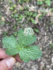 Phytomyza saniculae