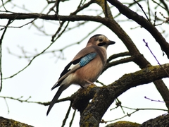 Garrulus glandarius iphigenia