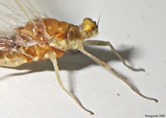 Ephemerella invaria
