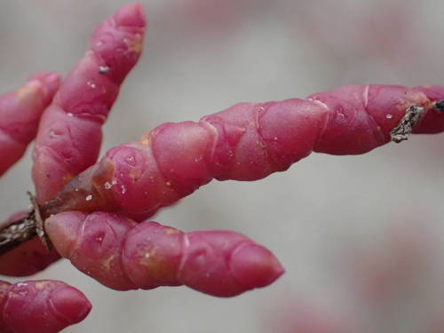 Salicornia europaea iNat (1)