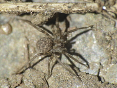 Hersiliola simoni