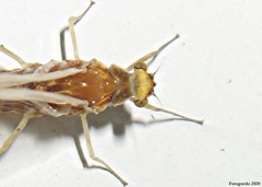 Ephemerella invaria