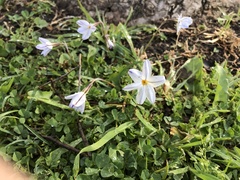 Ipheion uniflorum