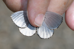 Argyrophorus argenteus