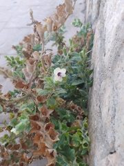 Hyoscyamus
