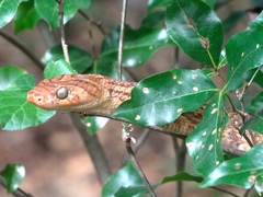 Trimorphodon paucimaculatus