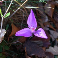 Crocus banaticus