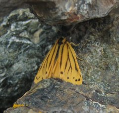 Setina aurita