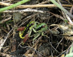 Epipodisma pedemontana