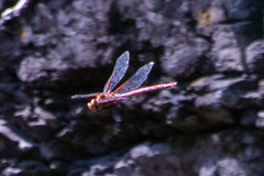 Anax speratus