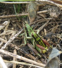 Epipodisma pedemontana