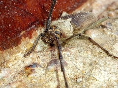 Gnaphalodes trachyderoides