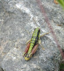 Epipodisma pedemontana