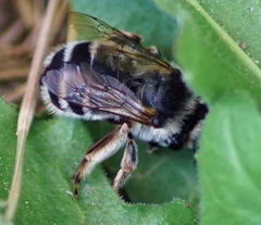 Anthophora aestivalis