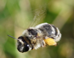 Anthophora aestivalis