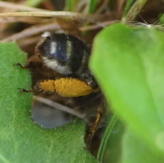 Anthophora aestivalis