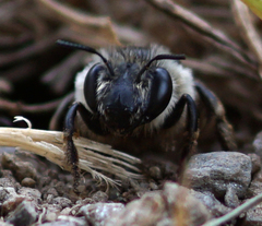 Anthophora aestivalis